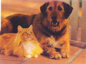 Cat & Dog